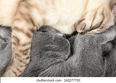 Two Cuddling Cats