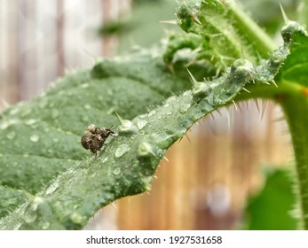 Two Curculionidae Mating, Commonly Called Weevil Or Snout And Bark Beetle, Known For Their Long Snouts. Blurred Brown Orange Color Background