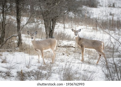 Two curious and alert white tailed deer stand in snowy field in Ione, Washington.