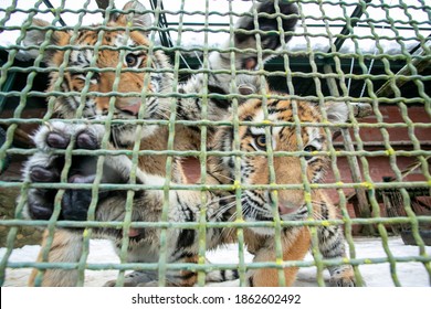 Two Curious Amur Tiger Cubs In The Zoo