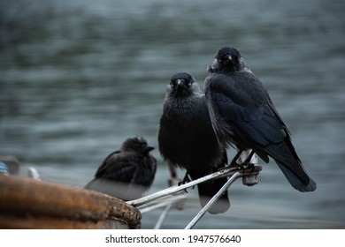 Two curious black birds sitting on the edge of a boat.