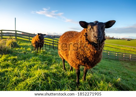 Two curious brown sheep in the grass on a dike in the South-Holland Hellegatspolder. This polder is located in the municipality of Lisse in the Netherlands.