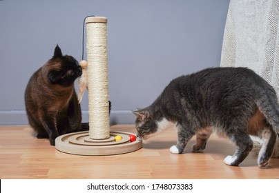 Two Curious Cats Examining New Cat Tree And Toys In Domestic Living Room