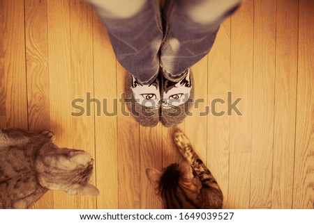 Two curious cats looking and pawing at person with jeans and cat face socks on wood floor