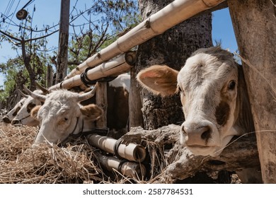 Two curious cows peeking through a bamboo fence under bright sunlight in a rural farm setting, capturing a peaceful moment in nature