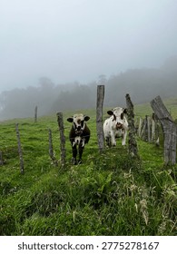 Two curious cows staring directly at the camera in a misty mountain landscape. Funny and expressive livestock portrait under a cloudy sky.