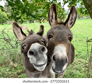Two Curious Donkeys Looking at Camera in Green Pasture Field