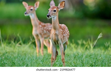 4,644 Curious Fawn Images, Stock Photos & Vectors | Shutterstock