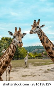 Two curious giraffes looking at the camera in a wildlife park.