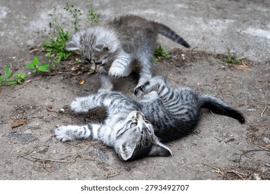 Two curious kittens explore the earth beneath them, one playfully pawing at the other. Their soft fur glistens in the sunlight as joy fills the air.