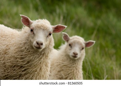 Two curious lambs looking at camera
