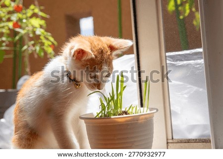 Two curious mixed breed kittens looking at a cat grass pot by the window.