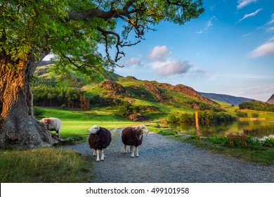Two curious sheeps on pasture at sunset in the Lake District, England
