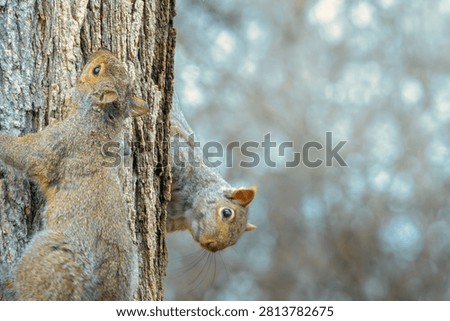 Two curious squirrels cling to the bark, one peeking around the trunk while the other climbs higher. A playful moment of woodland strategy and mischief.