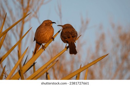 Two Curved billed Thrashers perch comfortably together in Southwestern desert environment of Gilbert Riparian Preserve Water Ranch near Phoenix, Arizona, USA