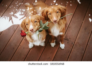 Two cute and adorable nova scotia duck tolling retriever dogs holding a rose in their mouth on a wooden background, valentines day, gift