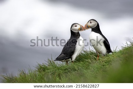 Two cute Atlantic puffins kissing together and standing on the grass 