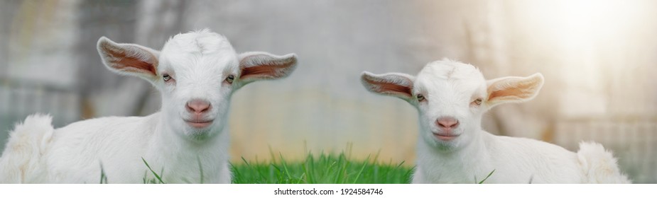 Mouton Images Photos Et Images Vectorielles De Stock Shutterstock