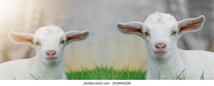 Mouton Images Photos Et Images Vectorielles De Stock Shutterstock