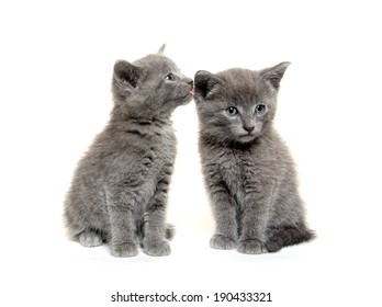 Two Cute Baby Gray Kittens On White Background