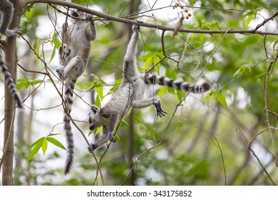 Two Cute Baby Lemurs Playing On A Tree In A Madagascar Jungle