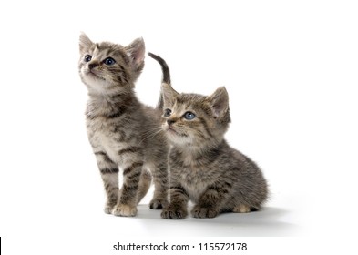 Two Cute Baby Tabby Kittens On White Background