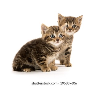 Two Cute Baby Tabby Kittens On Stock Photo 195887606 | Shutterstock