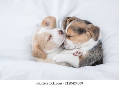 two dogs cuddling