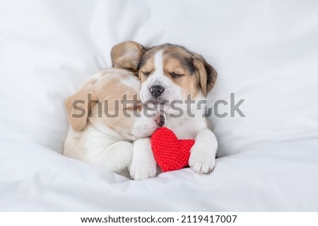 Two cute Beagle puppies sleep with red heart  together under a white blanket on a bed at home. Top down view