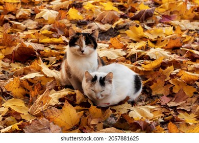 Two cute beautiful cats lie among fallen autumn leaves with closed eyes