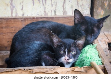 Anak Kucing Images, Stock Photos u0026 Vectors  Shutterstock