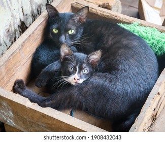 Anak Kucing Images, Stock Photos u0026 Vectors  Shutterstock