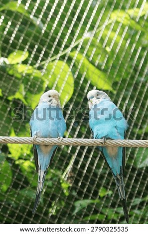 Two cute blue budgerigars perched together on a rope inside an enclosure