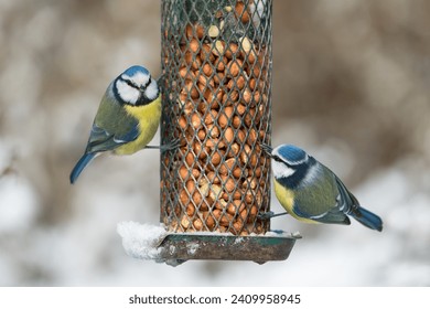 Two cute blue tit birds sitting on a bird feeder with peanuts in winter with snow and one has eye contact - Powered by Shutterstock