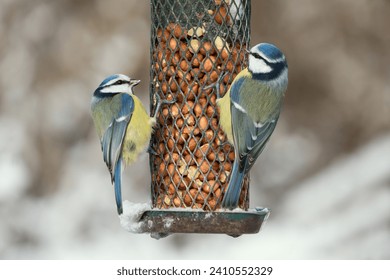 Two cute blue tit birds sitting on a bird feeder with peanuts in winter with snow and one has food in the beak