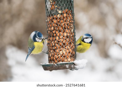 Two cute blue tit birds sitting on a bird feeder with peanuts in winter with snow - Powered by Shutterstock