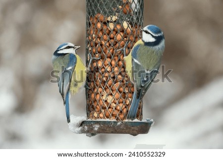 Two cute blue tit birds sitting on a bird feeder with peanuts in winter with snow and one has food in the beak