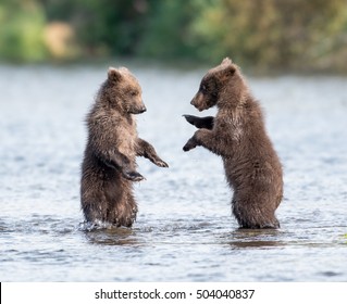 baby grizzly bear fighting