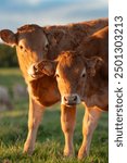 Two cute brown calves (young cows) looking at the camera in a grass field at sunset during summer in Europe. They are Charolais breed meat cows.