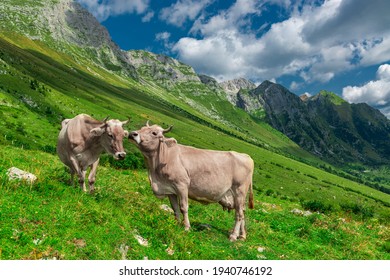 Two cute brown cows on the green alpine pasture. Postcard from Soca valley, Slovenia. Europe best travel destination