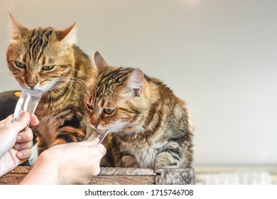 
Two Cute Brown Striped Furry Cats Enjoy Licking Liquid Cat Snack Sachets From Human Hands