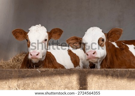 Two cute calf lying down on hay in a calf hutch, red and white, pink nose, resting in a calf pen