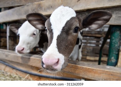 20,155 Small calf calves Images, Stock Photos & Vectors | Shutterstock