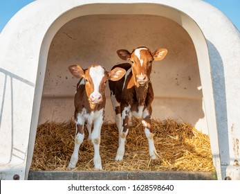 Two cute calves in a white plastic calfhutch, on straw and with sunshine - Powered by Shutterstock