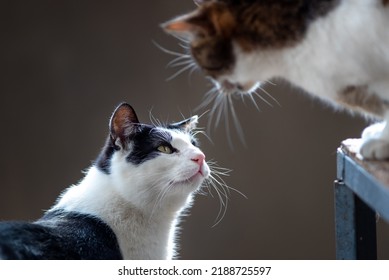 Two Cute Cats Communicating, One From Floor, Other From Chair