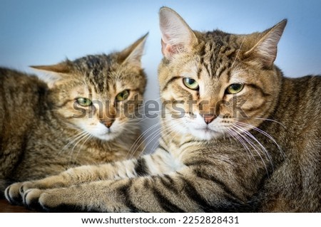 Two cute cats isolated on a blue background