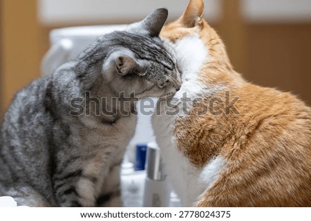 Two cute cats licking each other