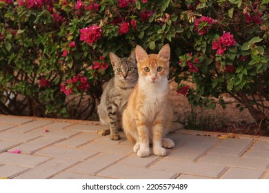 Two Cute Cats Looking At The Camera