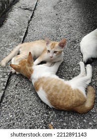 Two Cute Cats Lying Down