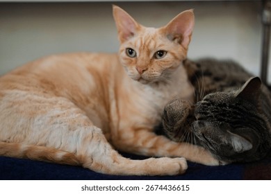 Two cute cats lying next to each other
